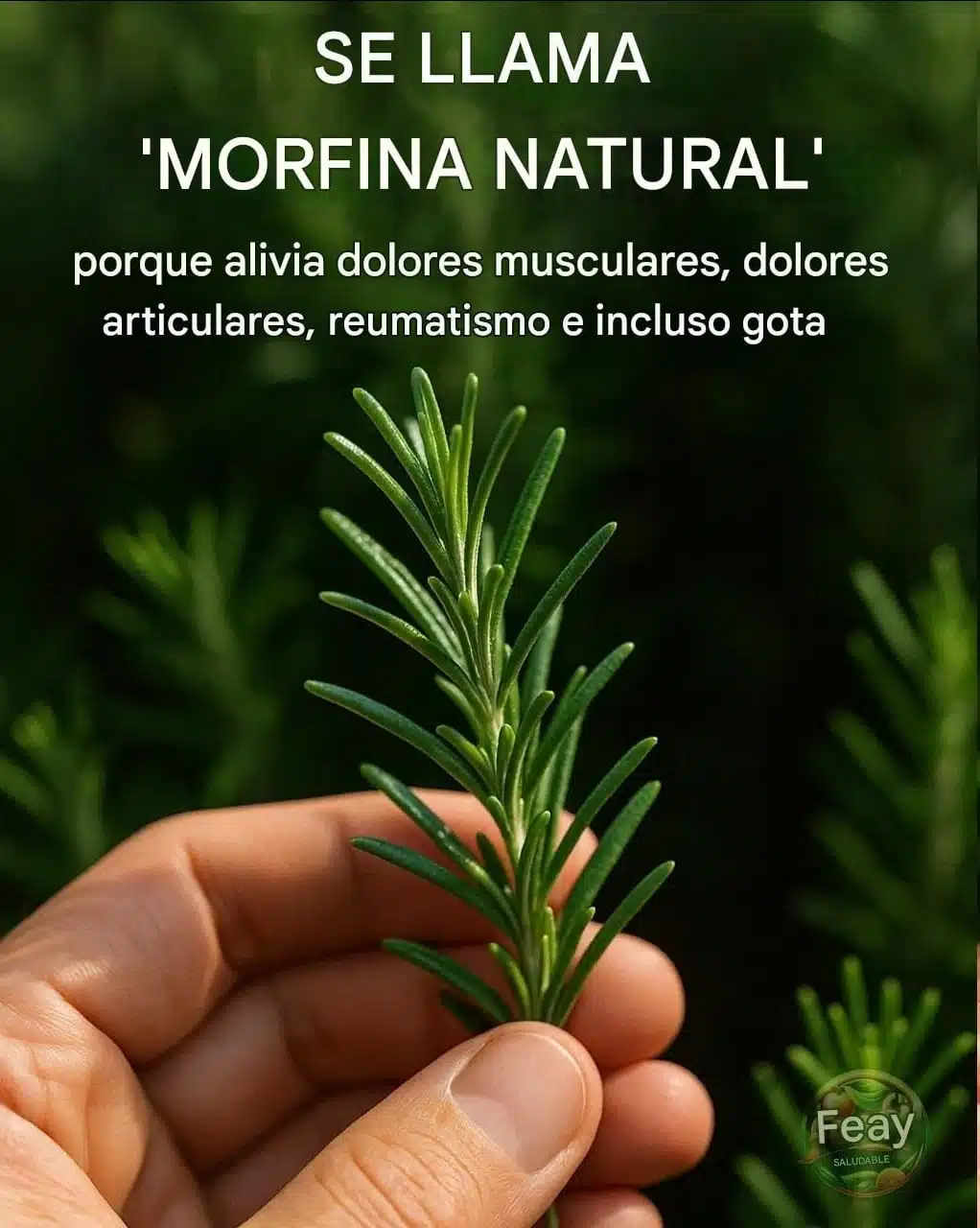 Descubre el poder del romero: usos y beneficios de la morfina natural