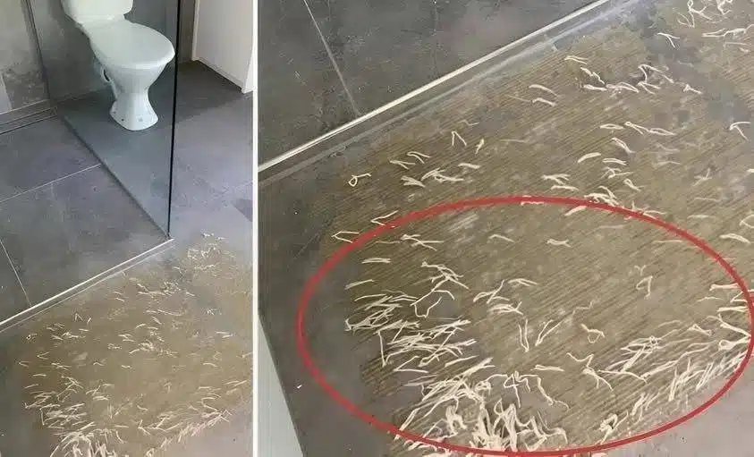 Un extraño descubrimiento en el baño: el misterio de los gusanos de la alfombra