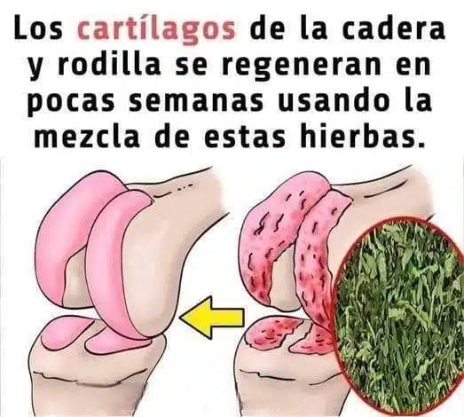 El Remedio Natural que Combate Parásitos e Infecciones Urinarias con Tomillo