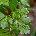 Beneficios y propiedades del perejil