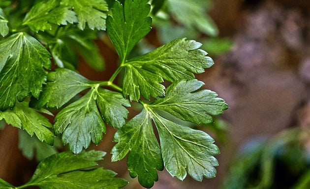 Beneficios y propiedades del perejil