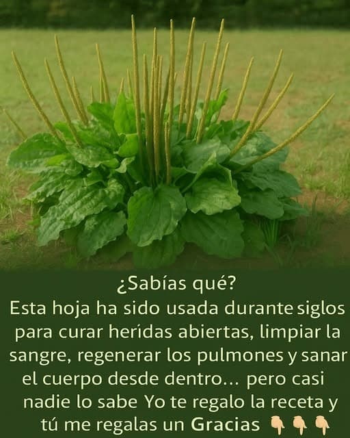 Imagina Revivir tu Cuerpo con una Hoja Olvidada y natural