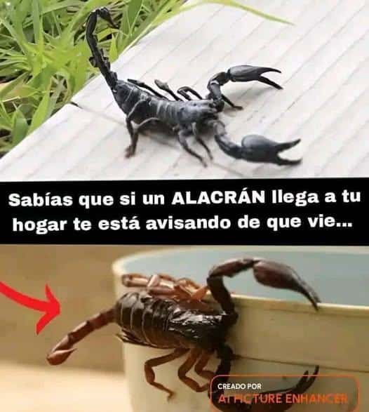 Qué significa si un alacrán llega a tu hogar hoy