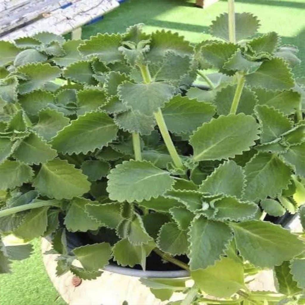 Solo 1 hojita de orégano por día y no sufras más