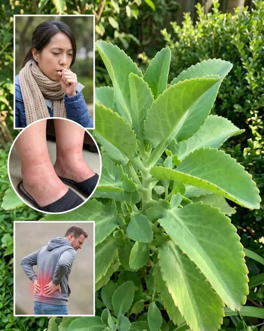 Beneficios del Kalanchoe Guía Natural para Salud