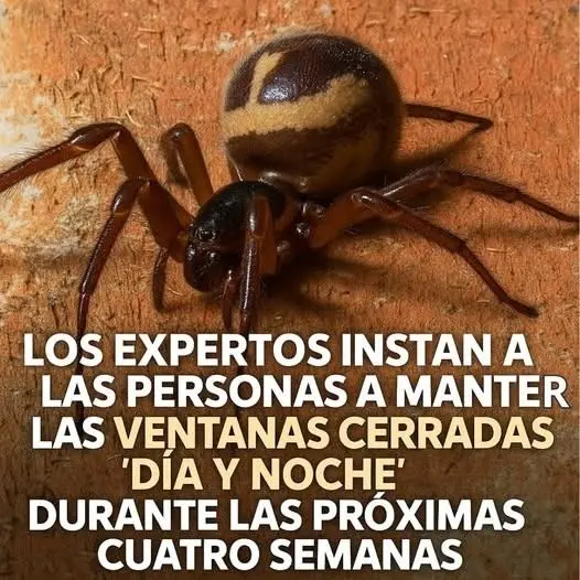 Cómo evitar arañas en casa cerrando ventanas