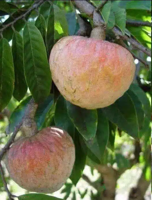 Frutas desconocidas que mejoran digestión e inmunidad