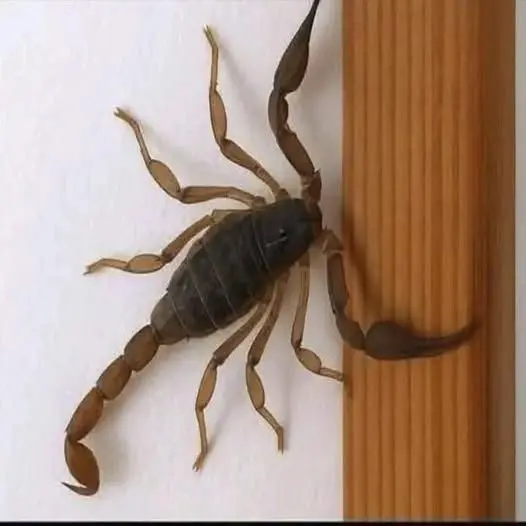 Lechuza y animales símbolos de suerte y guía