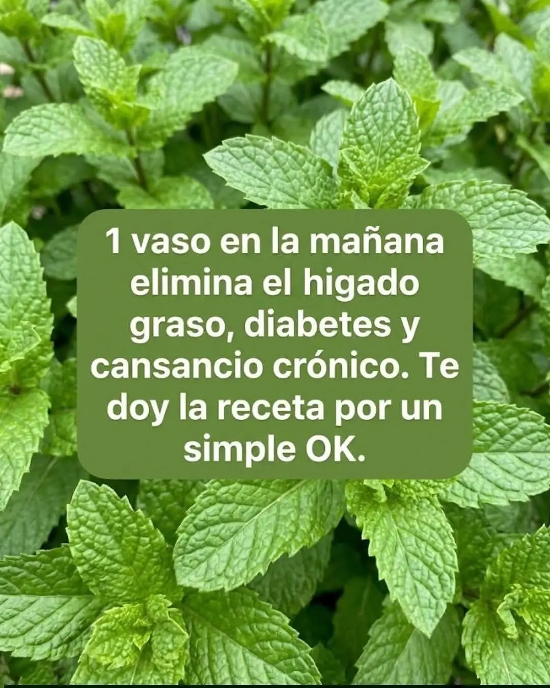 Orégano Beneficios Naturales para tu Bienestar