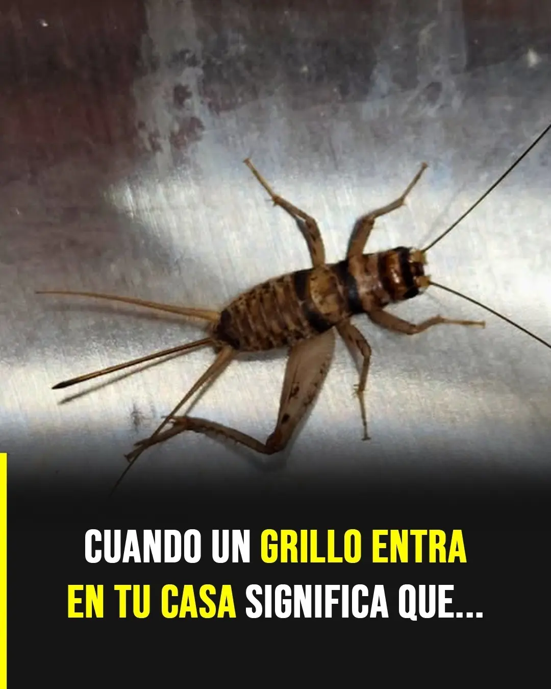 Qué Significa un Grillo en Tu Casa