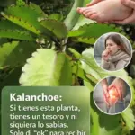 Kalanchoe beneficios medicinales y usos caseros