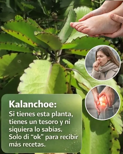 Kalanchoe beneficios medicinales y usos caseros