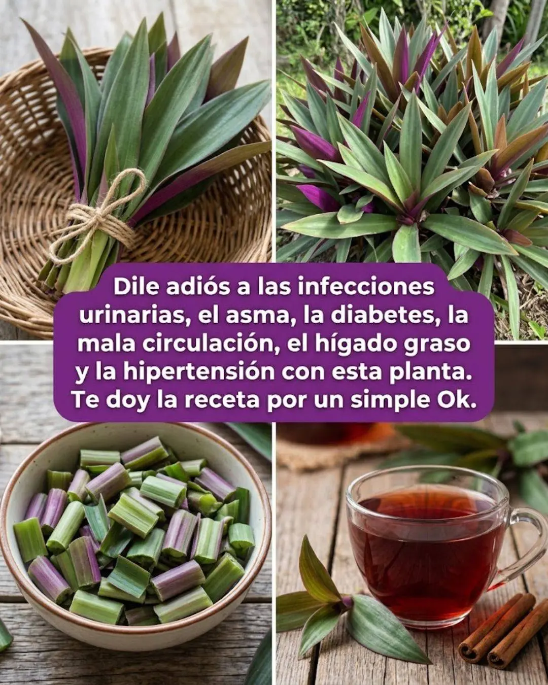Maguey morado beneficios contra diabetes e hipertensión
