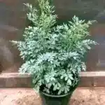 Ruda: beneficios, usos y precauciones