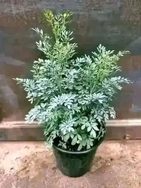 Ruda: beneficios, usos y precauciones