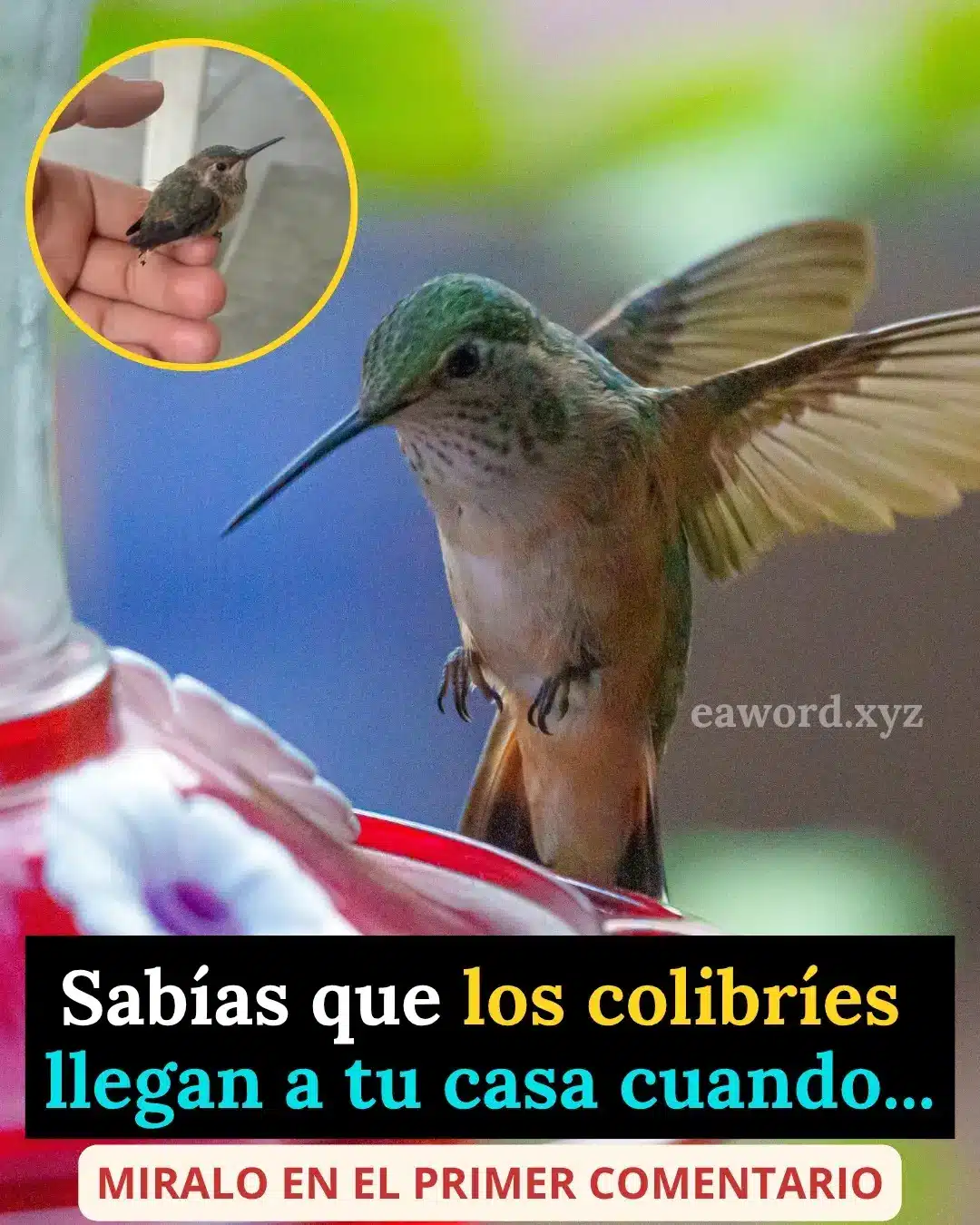 Significado de un colibrí en tu casa